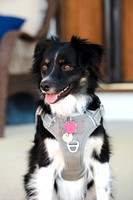 Hendrix Graduates Service Dog Training